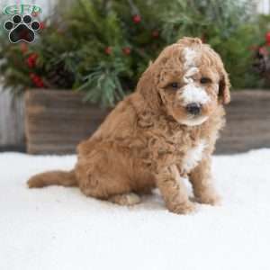 Creed, Mini Labradoodle Puppy